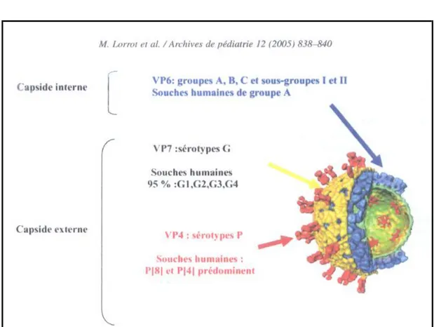 Fig. 4. Structure du rota virus [69,70]  