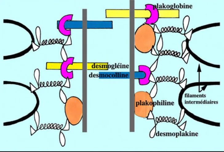 Figure 9. Agencement des molécules d’adhésion interkératinocytaires (Hohl, 2004). 