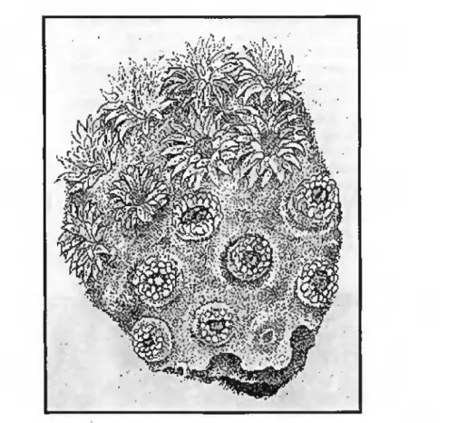 figure 2.5 : Fragment d'une colonie corallienne. Les individus (certains sont contractés et d'autres  ouverts) sont en contact par une surface latérale de tissu (d'après Barnes, 1980) 