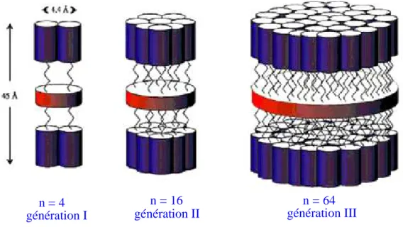 Figure 15 : Modèles d’organisation de dendrimères PPI mésomorphes proposés par Meijer et al