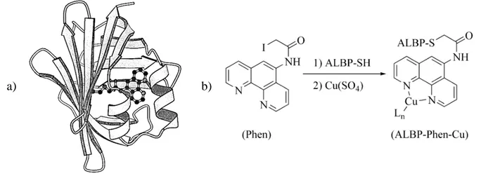 Figure I. 2.7 : Lipase artificielle. a) Représentation schématique de la protéine ALBP-Phen (image  tirée de la publication  [139] ))