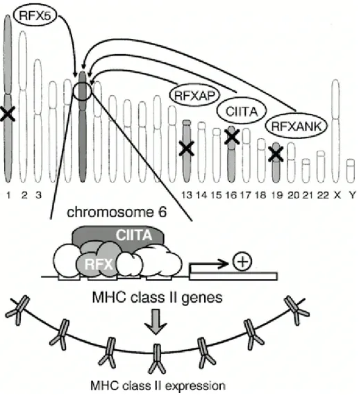Fig 11: Le syndrome du lymphocyte nu (BLS) est une maladie des gènes de régulation du MHC II: 