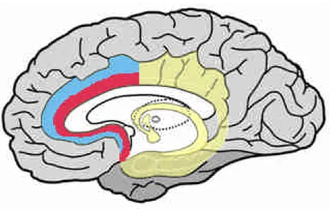 Figure 1.2e : Cortex cingulaire antérieur. La zone rouge délimite sa partie ventrale et la zone bleue sa partie  dorsale