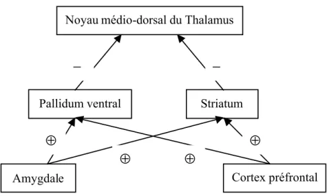 Figure 1.2b : Circuit limbique-striatal-pallidal-thalamique.  