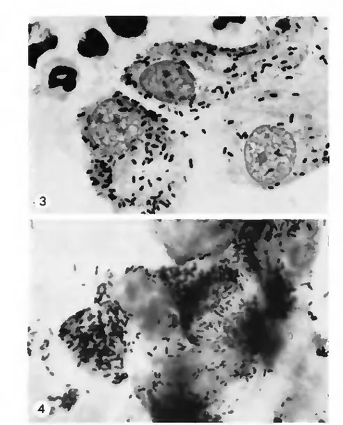 Fig. 3. &#34;Swiss agent&#34; rickettsia in tunica vaginalis of hficrotus pennsvlrannus (Giméncz slain  L.900X)