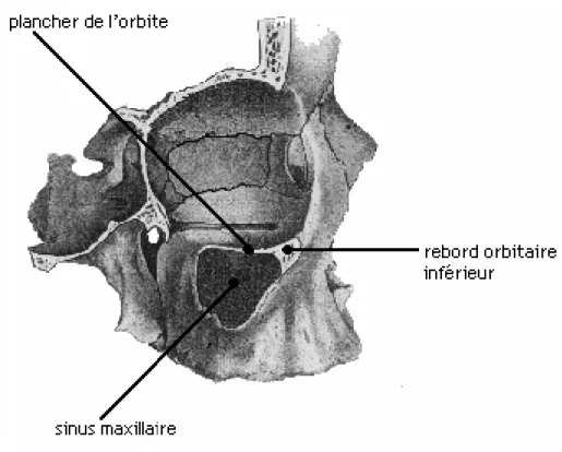 Fig. 1.   Plancher de l’orbite et rebord orbitaire inférieur 