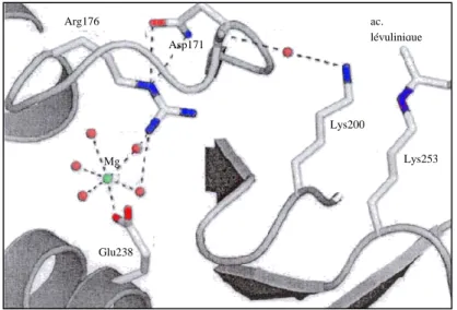 Figure 17 montre l’interaction entre le site actif et le site allostérique. 