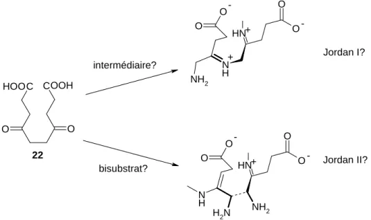 Figure 32 : Les diacides peuvent se comporter aussi bien comme analogues d’intermédiaires que comme  analogues de bisubstrat 