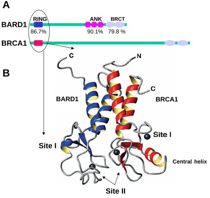 Figure 2 Structure of BARD1 and BRCA1. (A) The highly conserved structures of BARD1 and 