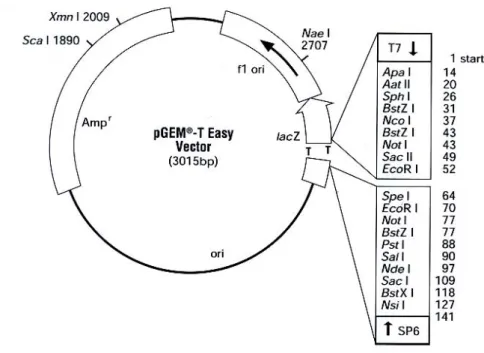 Figure 3  pGEM-T easy vector circle map and sequence reference points. 