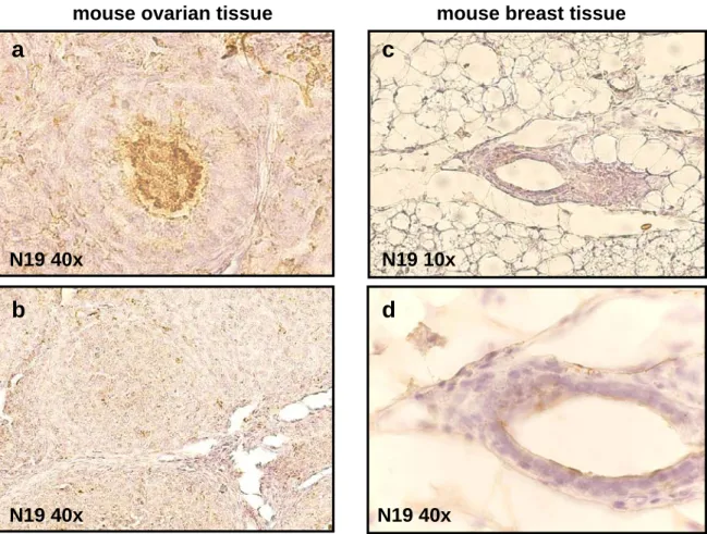 Figure 4. BARD1 expression in normal mice tissue.  In ovarian follicles  before ovulation, BARD1 
