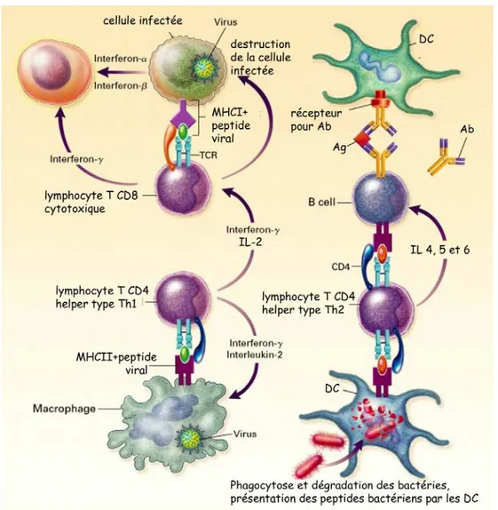 Figure 4  57 .  Les réponses immunitaires de type Th1 et Th2.  