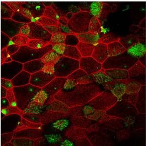 Figure 6: Confocal microscopic images of reconstituted nasal epithelial cells showing  expression of ezrin (green) and F-actin network (red) delineating the cell outline after  treatment with 0.05% Sodium Hypochlorite solution (prepared with PBS) exposed for 15  minutes, twice daily for four consecutive days 