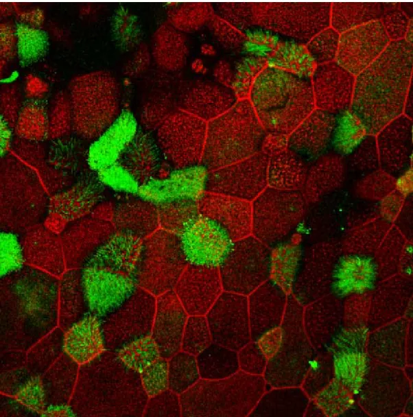 Figure 8: Confocal microscopic images showing expression of ezrin (green) and F-actin  network (red) delineating the cell outline in reconstituted nasal epithelial cells at the  beginning of treatment