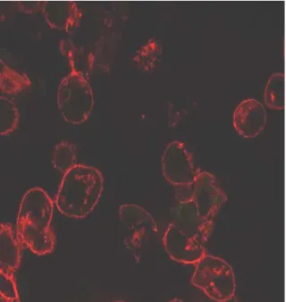 Figure 9: Confocal microscopic images of reconstituted nasal epithelial cells showing  expression of ezrin (green) and F-actin network (red) delineating the cell outline after  exposure to 0.5% and 0.05% Sodium Hypochlorite solution (prepared with PBS)