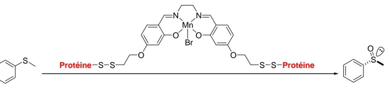 Figure 20. Sulfoxydation du thioanisole à l’aide de Mn-Salen dans l’apomyoglobine mutée