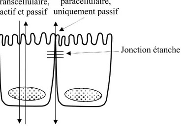 Figure 1 – Passage des molécules de faible poids moléculaire à travers l’épithélium : voies transcellulaire  et paracellulaire (d’après Anderson  4 )