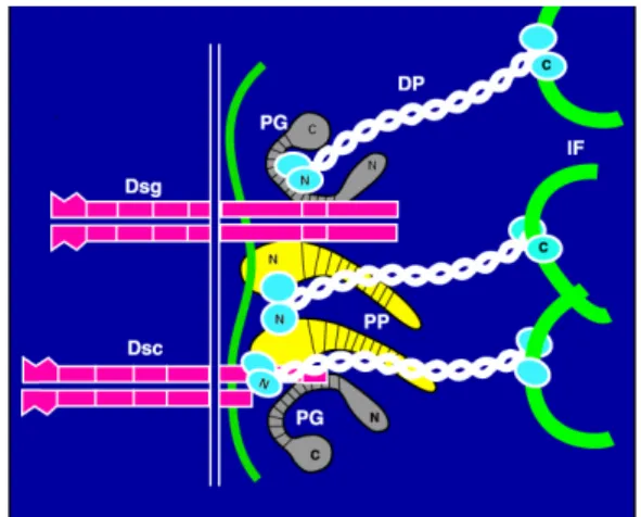 Figure 2 - Composition moléculaire d’un desmosome (d’après  Cowin et Burke  25 ). 