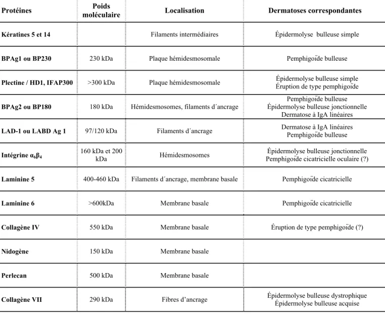 Tableau 3 – Molécules constituant le complexe d’adhésion HD/membrane b tion et 