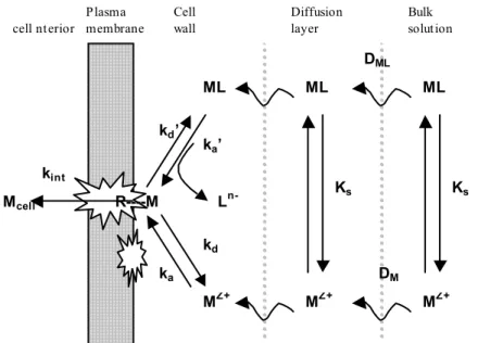 Figure 1: Schematic representation of the metal transport across the plasma membrane of an organism (Tessier  A., Buffle J