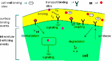 Figure 4: Levels of complexity of transport binding sites and their location in the cell during metal adsorption  and internalization (Lauffenburgar D.A