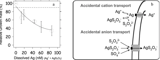 Figure 11: a) Relative growth rate of C. reinhardtii as a function of AgS 2 O 3 -  concentration at constant free Ag +