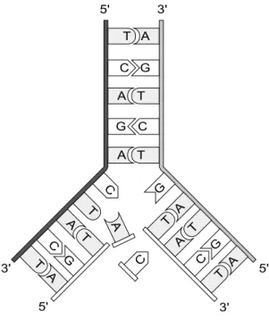 Fig. 1.2 : La r´eplication de l’ADN est semi-conservative. Chacune des deux copies va h´eriter de l’un des deux brins parents
