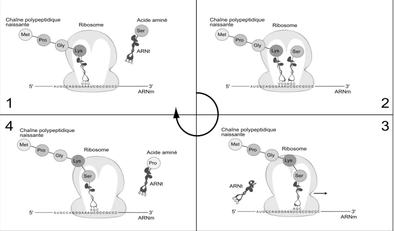 Fig. 1.3 : Traduction d’un ARNm et synth`ese de la prot´eine correspondante. Le ribosome est un complexe compos´e d’ARNr et de prot´eines, qui