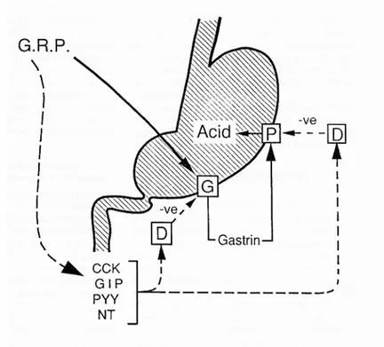 Figure 1. Gastrin-relesing peptide  (GRP) stimulates the release of  gastrin from antral G cells, which  in turn stimulate acid secretion by  the parietal cells (P) in the oxyntic  mucosa