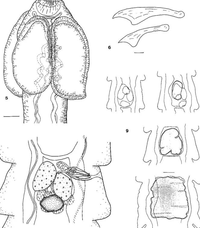 Figs 5-6 et 8-9. Skrjabinoporus merops. 5. Scolex. 6. Crochets du rostre. 8. Anneau mature