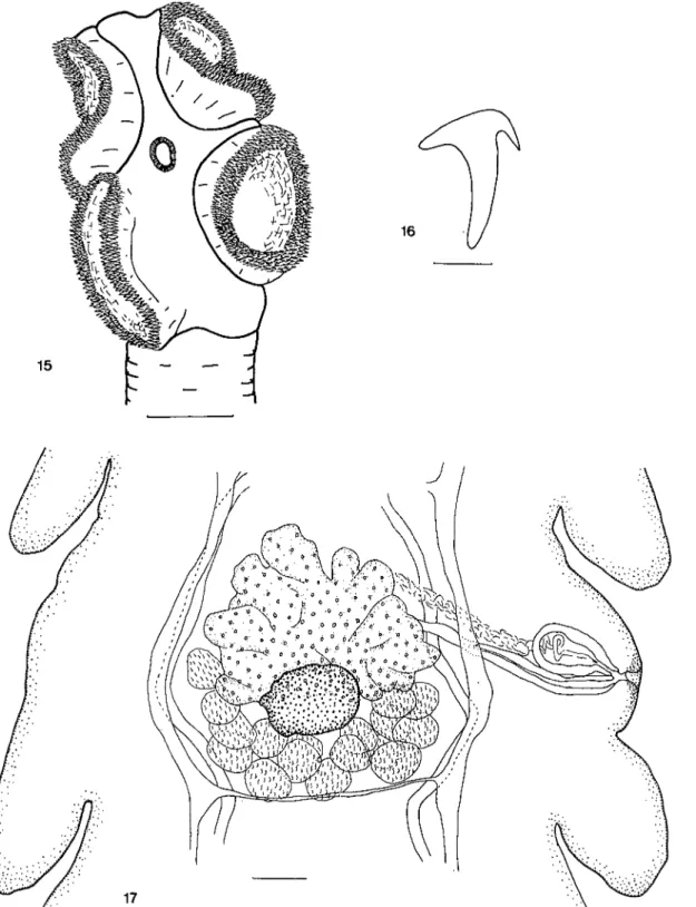 Figs 15-17. Raillietina [S.) campetherae. 15. Scolex. 16. Crochets du rostre. 17. Anneau mature