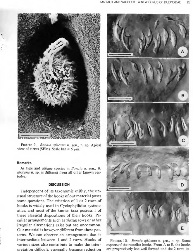 FIGURE 10. Bonaia africana n. gen.. n. sp. Some  aspects of the rostellar hooks. From A to E, the hooks  are progressively less well formed and the 2 rows  be-come less and less distinct