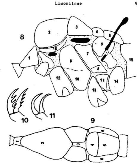 Fig.  8 - 11. Thorax de Limoniidae. VL (8), VD (9).  1. pronotum 2. praescutum 3. scutum 4
