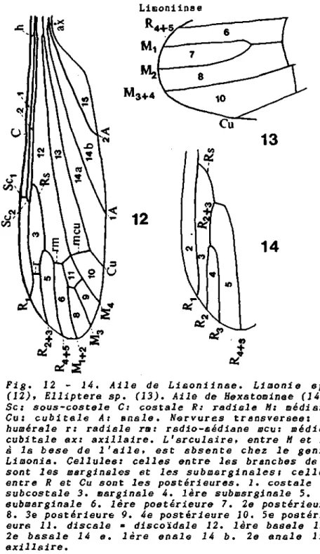 Fig.  12 - 14. Aile de Limoniinae. Limoni a sp. 