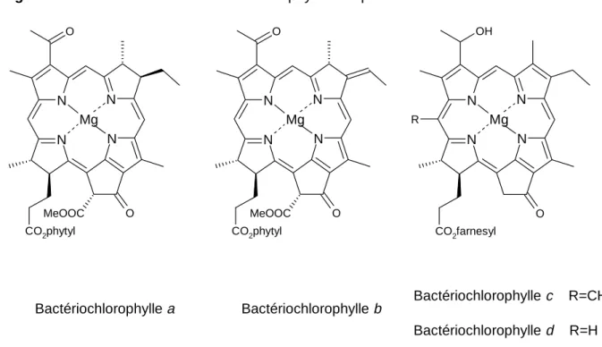 Figure 1.6. :  Structures des bactériochlorophylles les plus courantes.