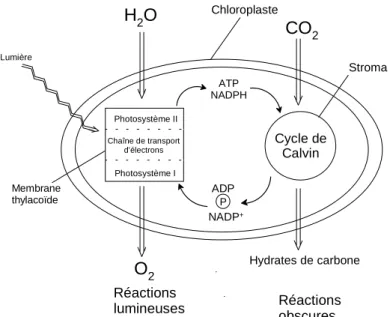 Figure 1.7. : Le phénomène de la photosynthèse.
