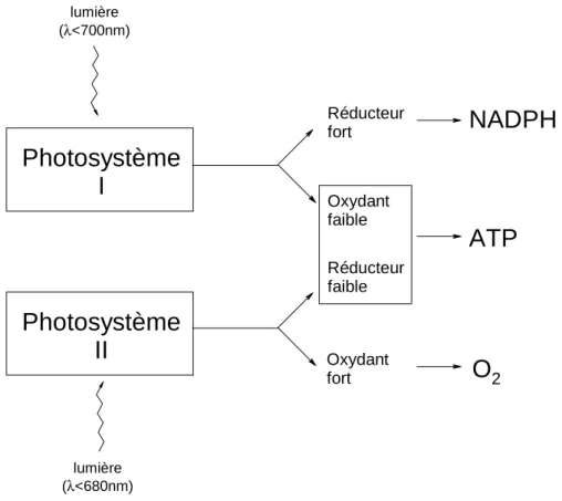 Figure 1.8. : Interaction des photosystèmes I et II dans la photosynthèse des végétaux