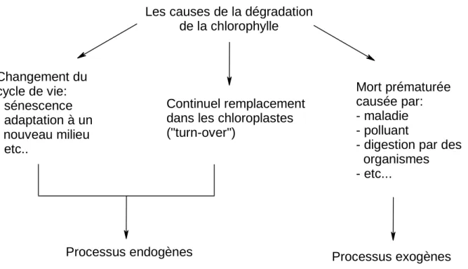 Figure 2.1. : Causes de la dégradation de la chlorophylle.