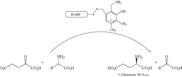 Figure  1.28  :  Obtention  du  L-Glutamate  par  dérivatisation  de  l’IFABP  par  un  dérivé  de  pyridoxamine