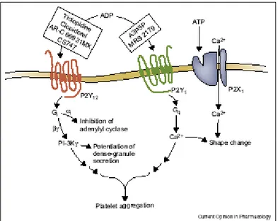 Figure 2 tirée de  4  : L’ADP se lie aux récepteurs P2Y1 et P2Y12 sur les plaquettes. Des 