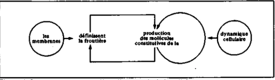 Figure 1: Les processus qui spécifient l'autonomie de la cellule.  Source: Varela 1989 
