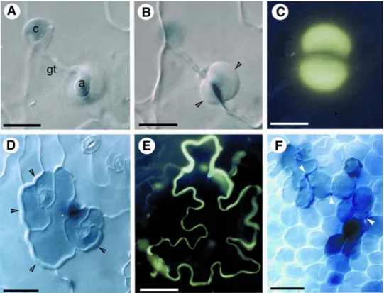 Figure 1. Cytological characterization of the incompatible interaction of Arabidopsis with P