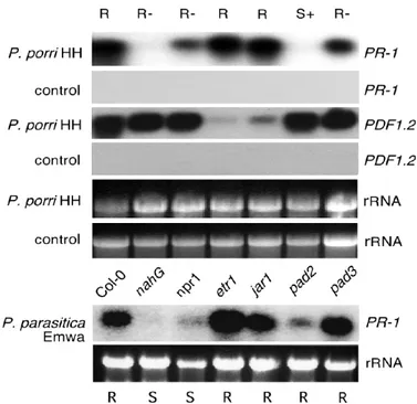 Figure 4.  PR-1 and  PDF1.2 marker gene expression in different Arabidopsis genotypes in response to inoculation with  P