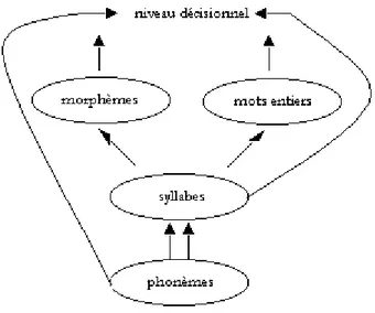 Figure 8 :  Modèle MERGE modifié pour rendre compte de l’influence des informations  morphologique 
