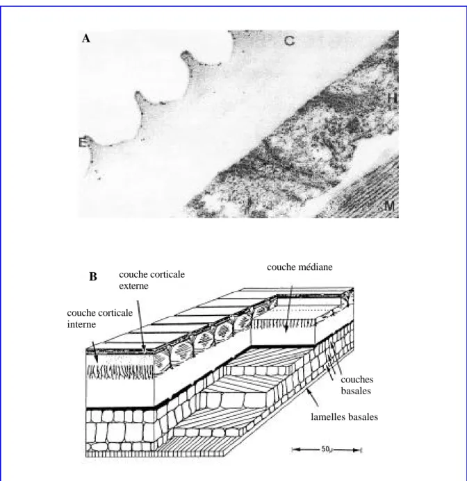 Figure 1. (A) Visualisation par microscopie électronique de la cuticule d’un adulte de