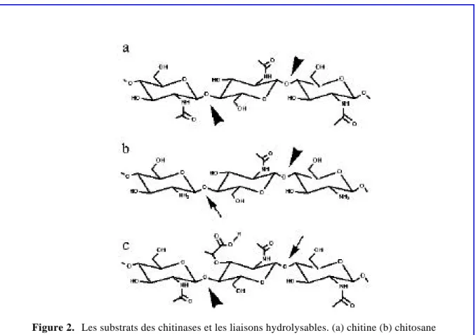 Figure 2.   Les substrats des chitinases et les liaisons hydrolysables. (a) chitine (b) chitosane