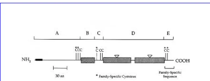Figure  3.  Représentation  schématisée  de  la  structure  générale  des  collagènes  cuticulaires  des