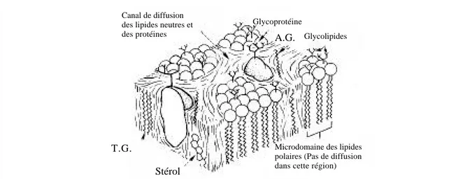 Figure  Vue topologique de l’épicuticule où des différentes compositions et organisations peuvent