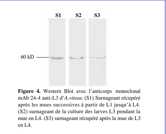 Figure  4.  Western  Blot  avec  l’anticorps  monoclonal mAb 24-4 anti-L3 d’A.viteae. (S1) Surnageant récupéré après les mues successives à partir de L1 jusqu’à L4