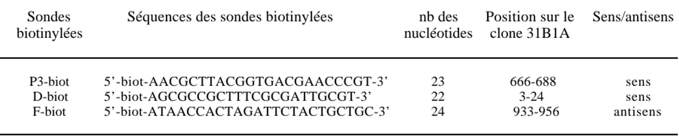 Table 1. Trois oligonucléotides marqués à la biotine à l’extrémité 5’, utilisés comme sondes dans le dépistage  des librairies d’ADNc.